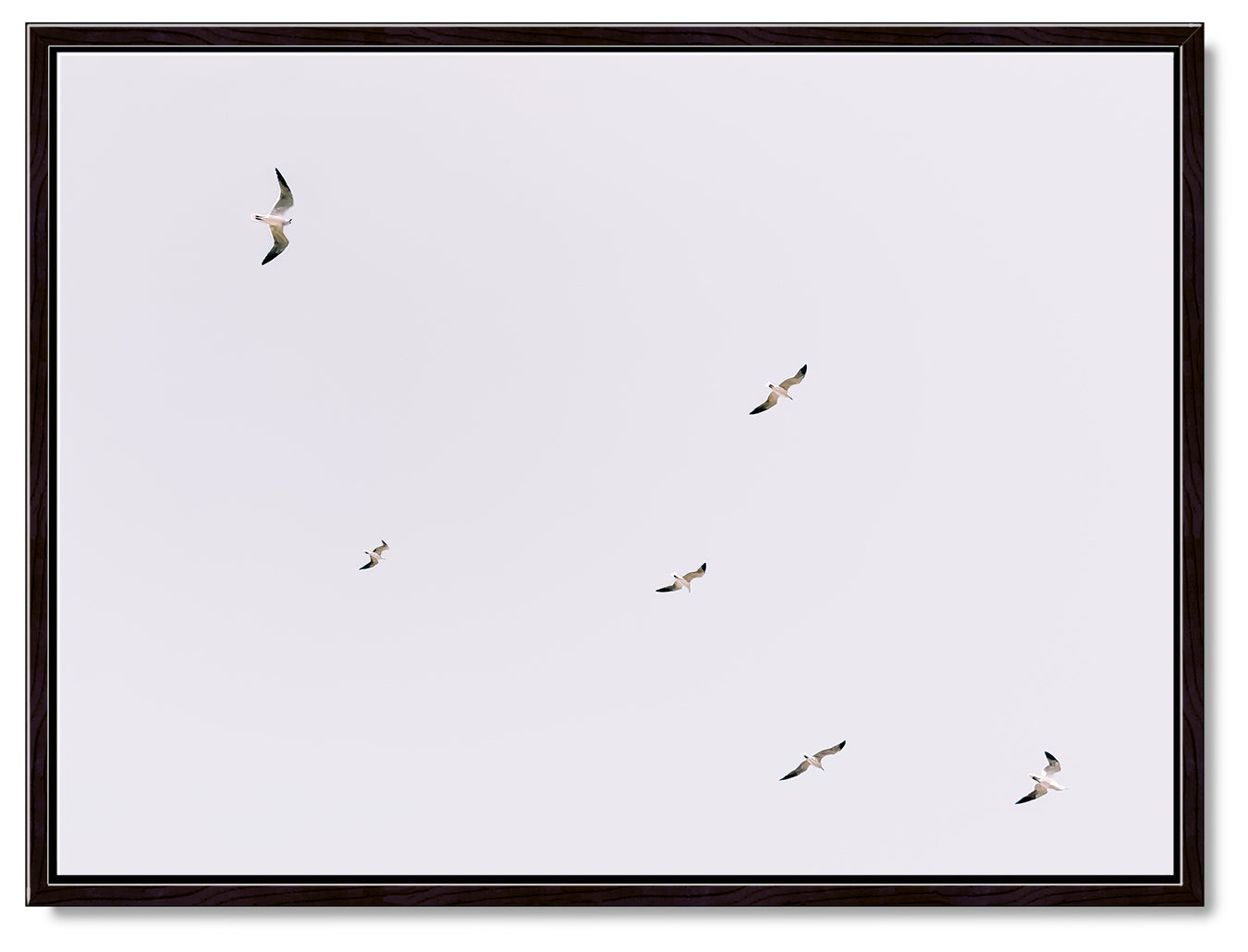 Gulls in Flight Photography Print