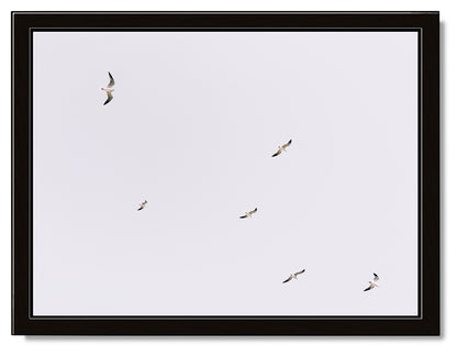 Gulls in Flight Photography Print