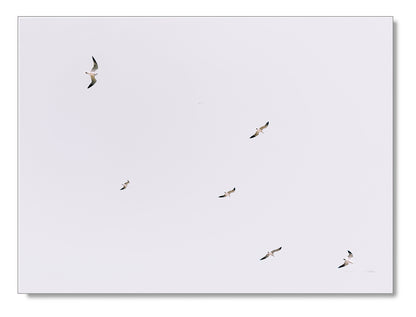 Gulls in Flight Photography Print