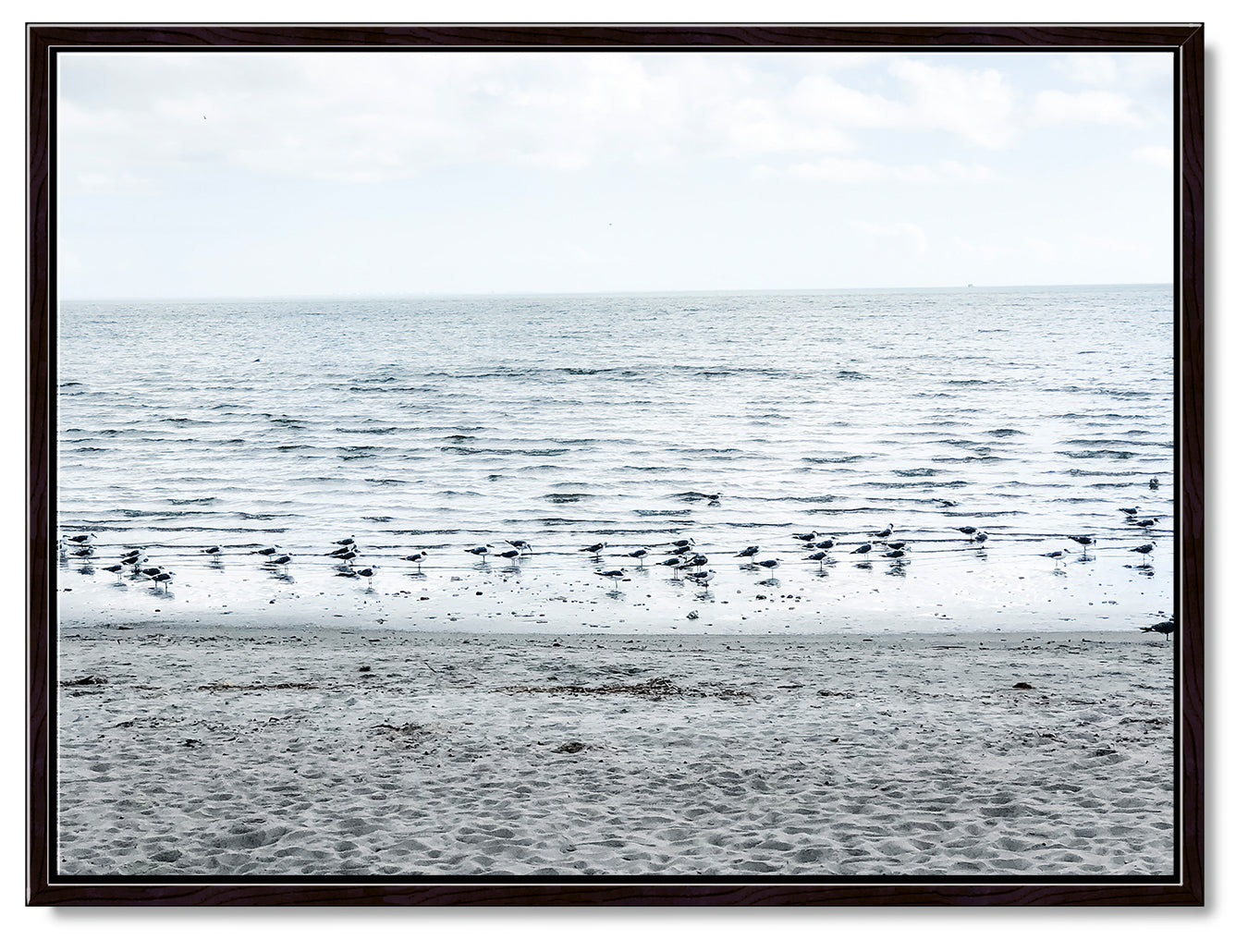 Gulls on the Shoreline Photography Print