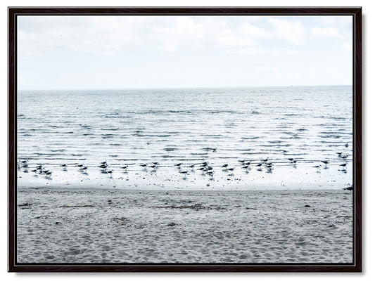 Gulls on the Shoreline Photography Print