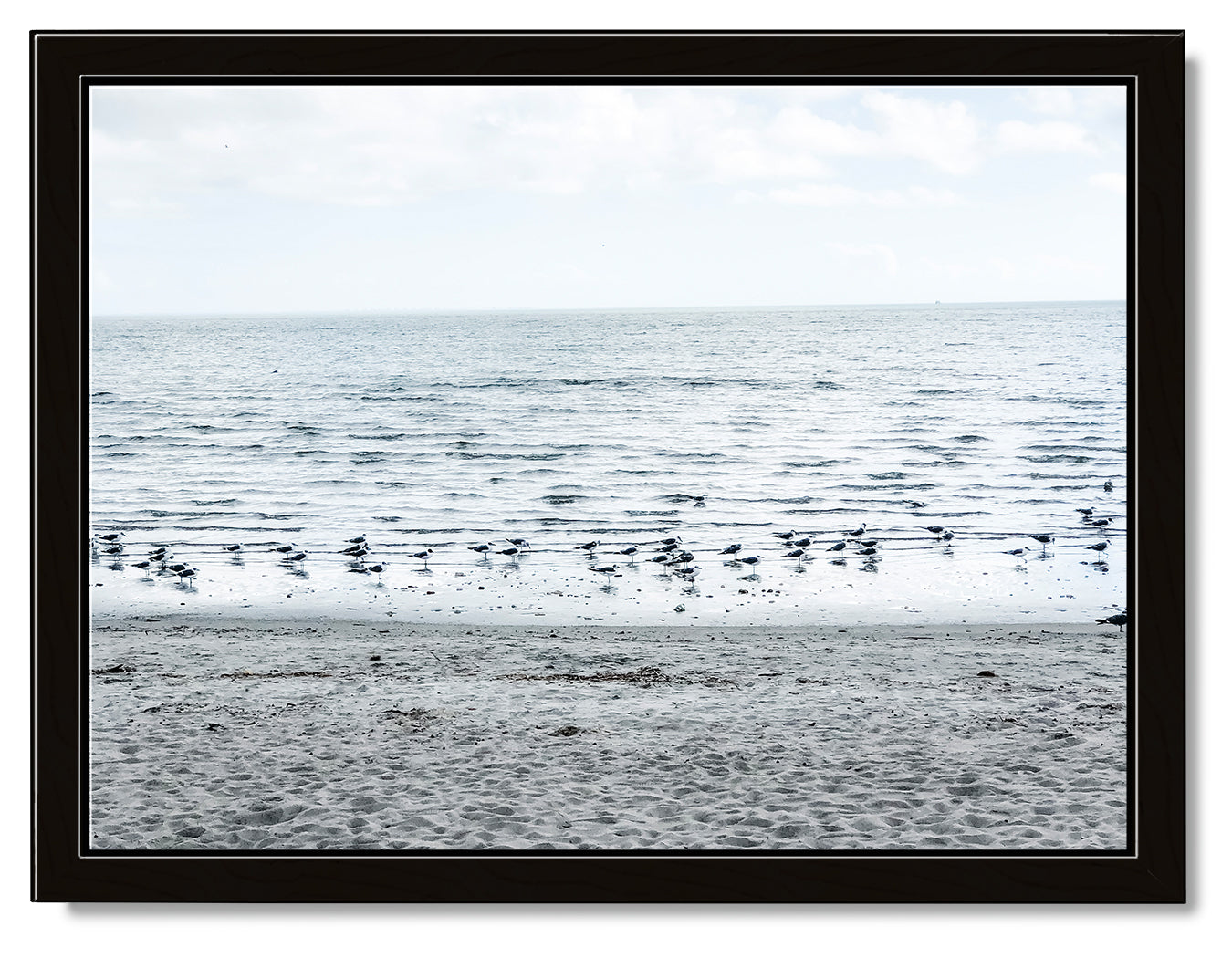 Gulls on the Shoreline Photography Print