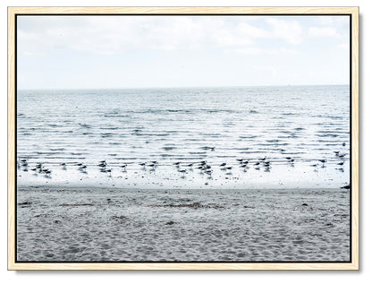 Gulls on the Shoreline Photography Print