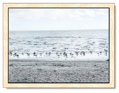 Gulls on the Shoreline Photography Print