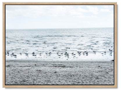 Gulls on the Shoreline Photography Print