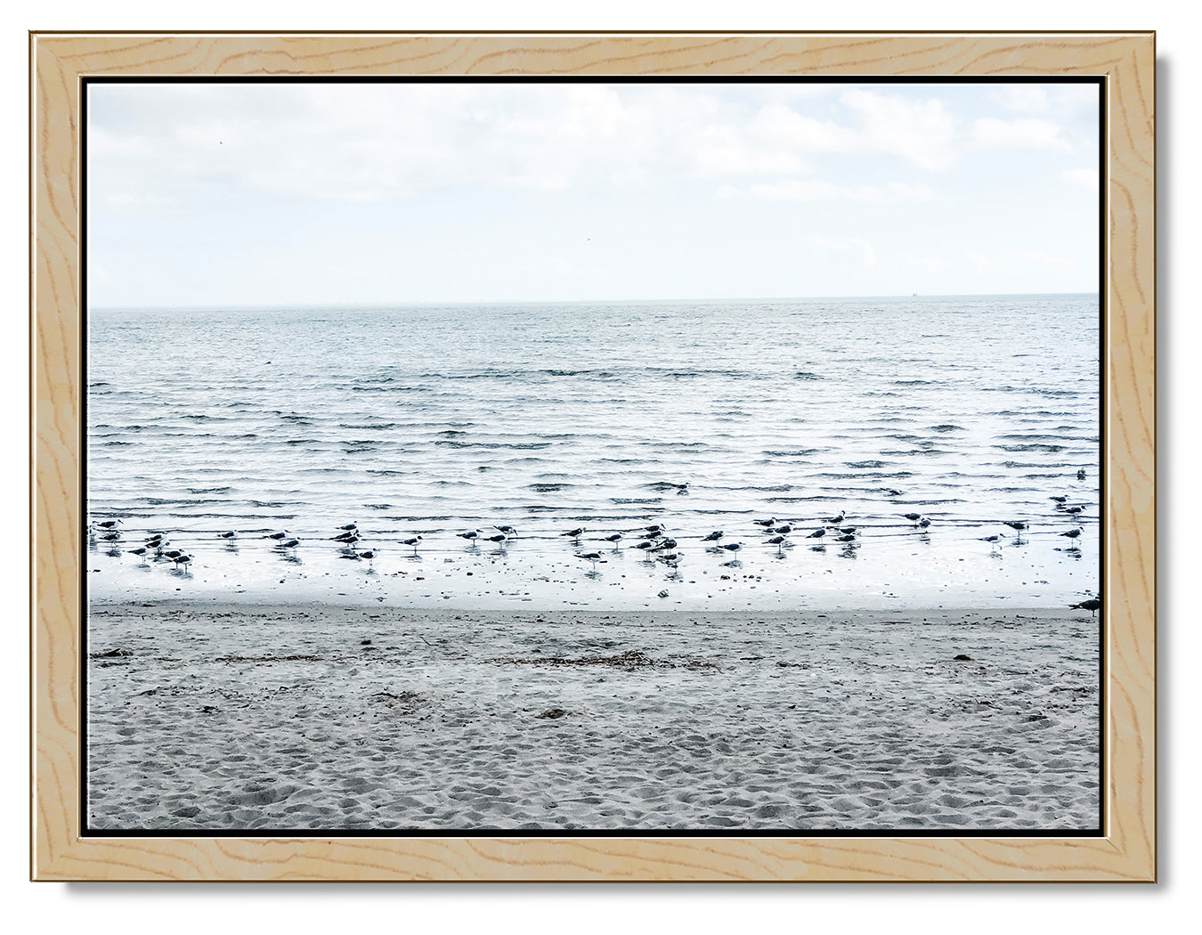 Gulls on the Shoreline Photography Print