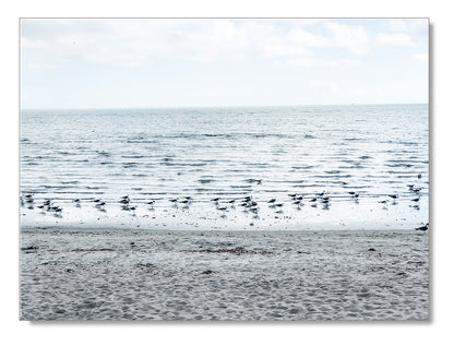 Gulls on the Shoreline Photography Print